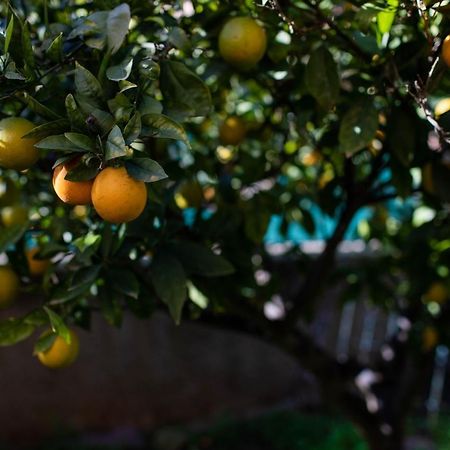 Willa Florit Flats - The Orange Lemon Tree House La Eliana Zewnętrze zdjęcie