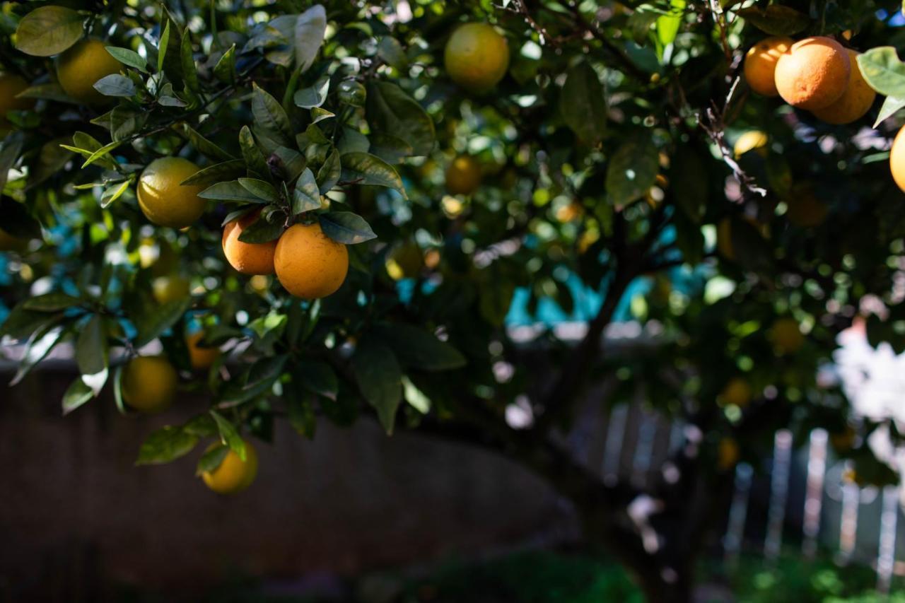 Willa Florit Flats - The Orange Lemon Tree House La Eliana Zewnętrze zdjęcie